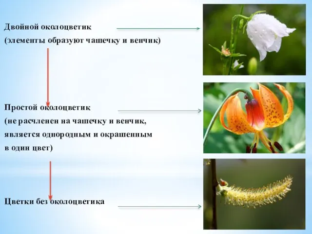 Двойной околоцветик (элементы образуют чашечку и венчик) Простой околоцветик (не расчленен на