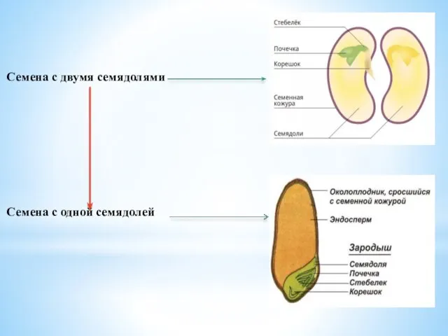 Семена с двумя семядолями Семена с одной семядолей