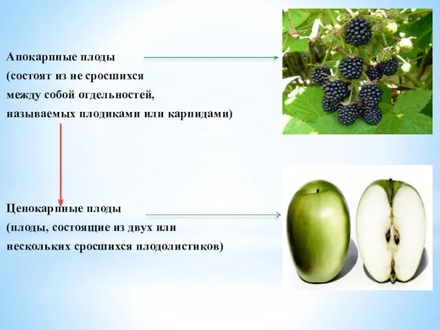 Апокарпные плоды (состоят из не сросшихся между собой отдельностей, называемых плодиками или
