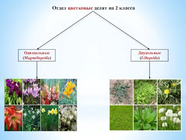 Отдел цветковые делят на 2 класса