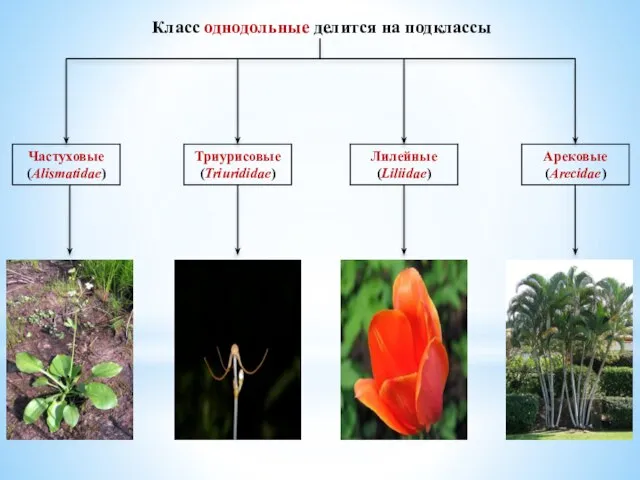 Класс однодольные делится на подклассы