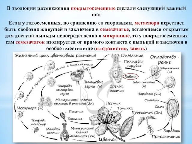 В эволюции размножения покрытосеменные сделали следующий важный шаг Если у голосеменных, по