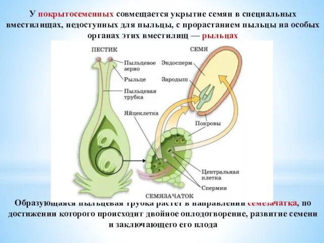 У покрытосеменных совмещается укрытие семян в специальных вместилищах, недоступных для пыльцы, с