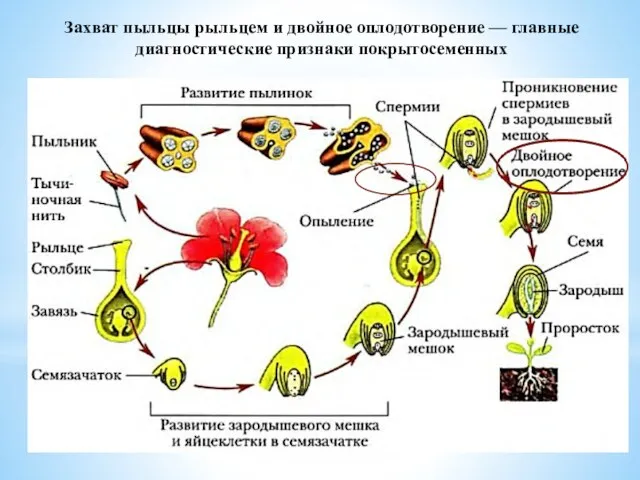 Захват пыльцы рыльцем и двойное оплодотворение — главные диагностические признаки покрытосеменных