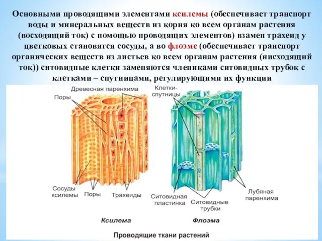 Основными проводящими элементами ксилемы (обеспечивает транспорт воды и минеральных веществ из корня