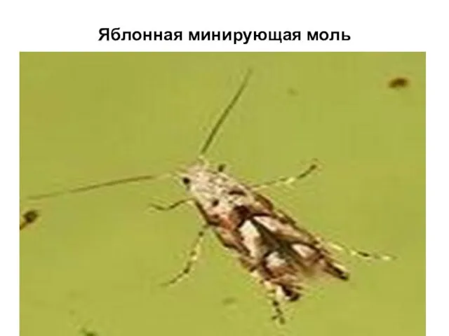 Яблонная минирующая моль