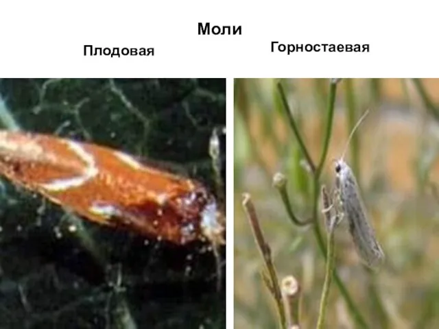 Моли Плодовая Горностаевая