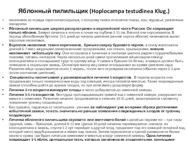 Яблонный пилильщик (Hoplocampa testudinea Klug.) насекомое из отряда перепончатокрылых, к которому также