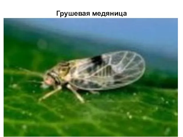 Грушевая медяница