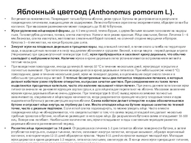 Яблонный цветоед (Anthonomus pomorum L.). Встре­чается повсеместно. Повреждает только бутоны яблони, реже