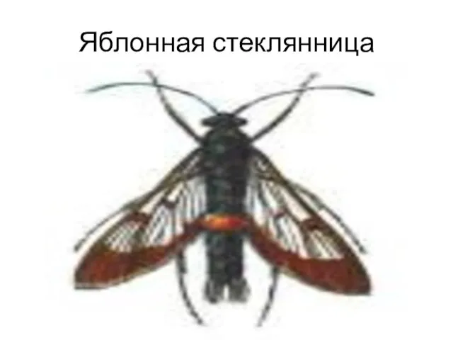 Яблонная стеклянница