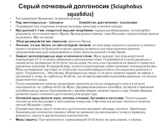 Серый почковый долгоносик (Sciaphobus squalidus) Тип вредителя: Вредитель плодовых культур Ряд: жесткокрылые