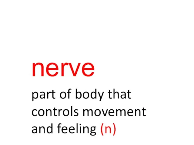 nerve part of body that controls movement and feeling (n)