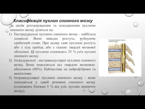 Класифікація пухлин спинного мозку За своїм розташуванням та походженням пухлини спинного мозку