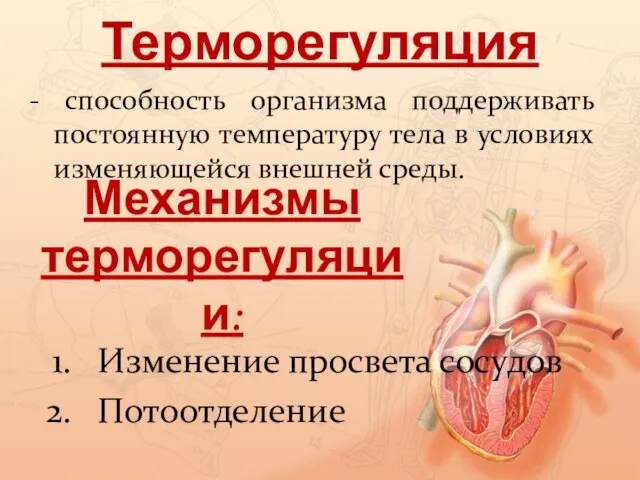 Терморегуляция - способность организма поддерживать постоянную температуру тела в условиях изменяющейся внешней