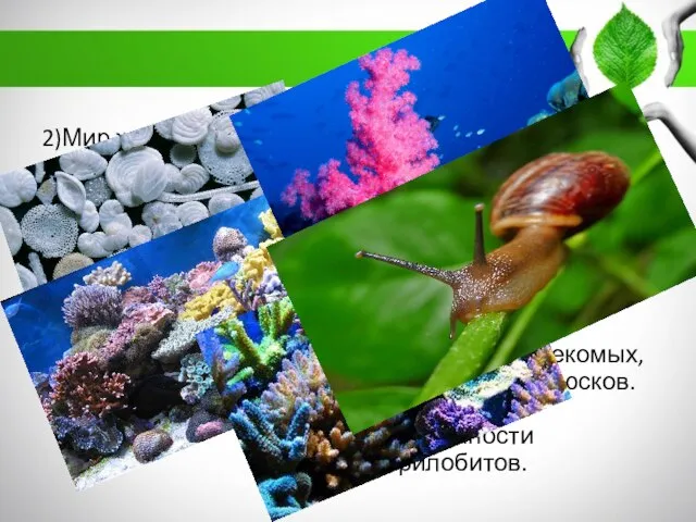 2)Мир животных Широкое распространение фораминифер, кораллов моллюсков . Расцвет земноводных. Появление первых