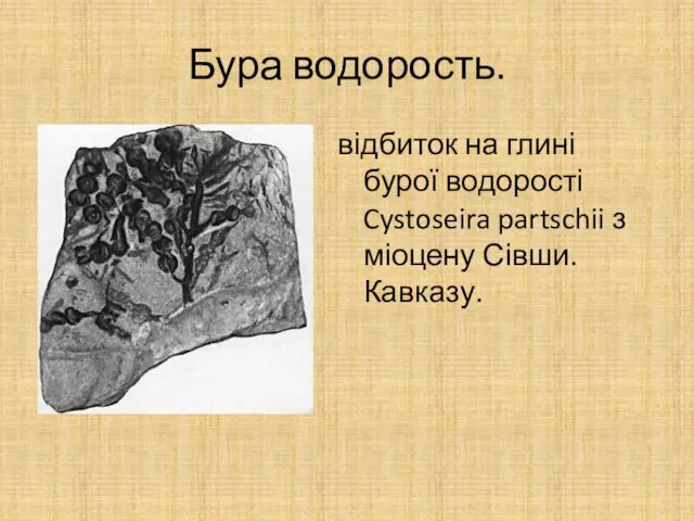 Бура водорость. відбиток на глині бурої водорості Cystoseira partschii з міоцену Сівши. Кавказу.