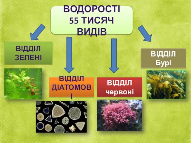 ВОДОРОСТІ 55 ТИСЯЧ ВИДІВ ВІДДІЛ ЗЕЛЕНІ ВІДДІЛ ДІАТОМОВІ ВІДДІЛ червоні ВІДДІЛ Бурі