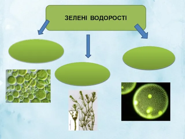 ЗЕЛЕНІ ВОДОРОСТІ ОДНОКЛІТИННІ БАГАТОКЛІТИННІ КОЛОНІАЛЬНІ