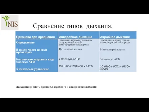 Сравнение типов дыхания. Дескриптор: Знать процессы аэробного и анаэробного дыхания