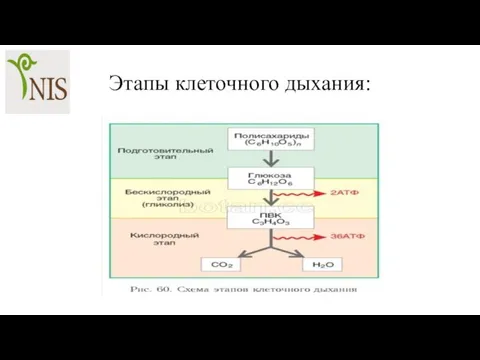 Этапы клеточного дыхания: