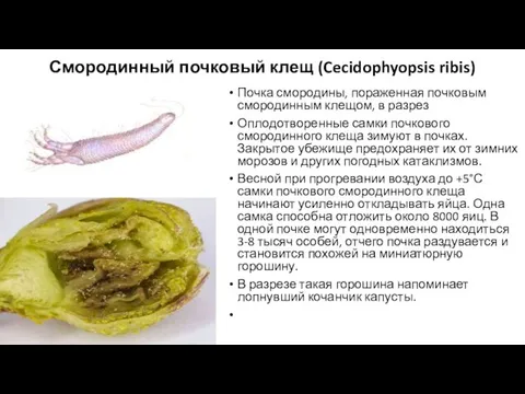 Смородинный почковый клещ (Cecidophyopsis ribis) Почка смородины, пораженная почковым смородинным клещом, в