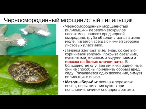 Черносмородинный морщинистый пилильщик Черносмородинный морщинистый пилильщик – перепончатокрылое насекомое, наносит вред черной