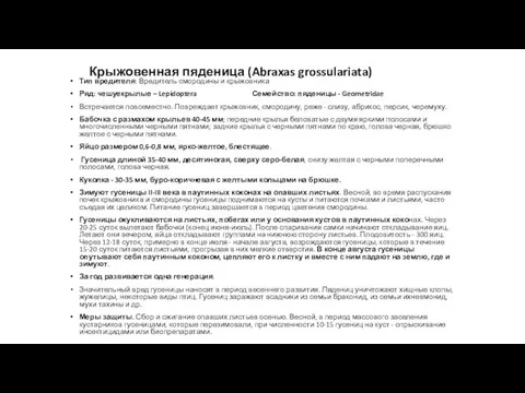 Крыжовенная пяденица (Abraxas grossulariata) Тип вредителя: Вредитель смородины и крыжовника Ряд: чешуекрылые