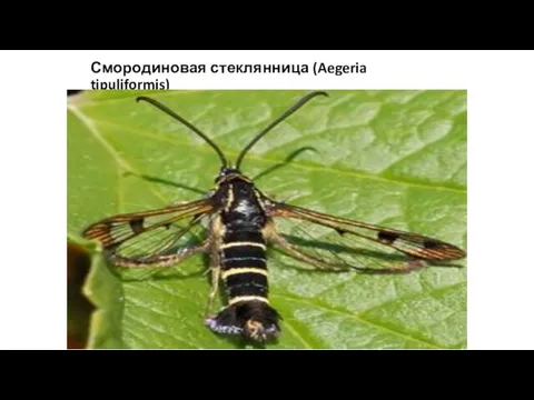 Смородиновая стеклянница (Aegeria tipuliformis)