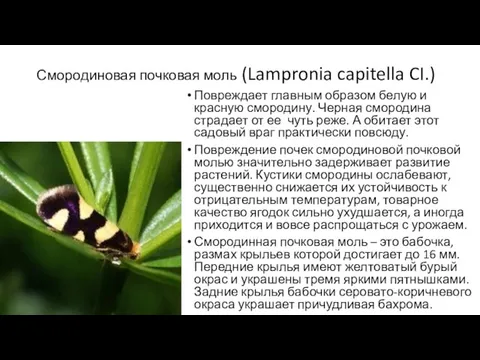 Смородиновая почковая моль (Lampronia capitella CI.) Повреждает главным образом белую и красную