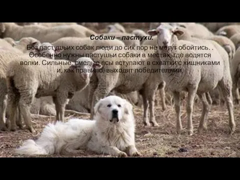 Собаки – пастухи. Без пастушьих собак люди до сих пор не могут