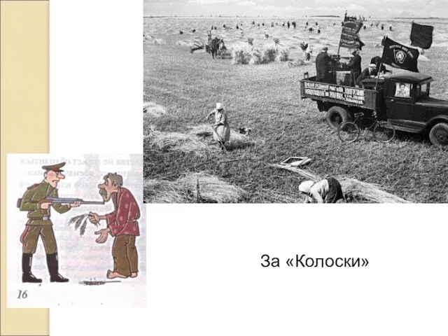 За «Колоски»