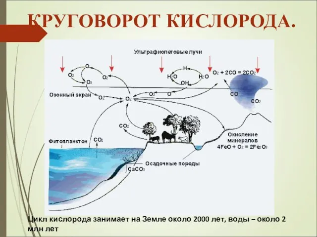 Цикл кислорода занимает на Земле около 2000 лет, воды – около 2 млн лет КРУГОВОРОТ КИСЛОРОДА.