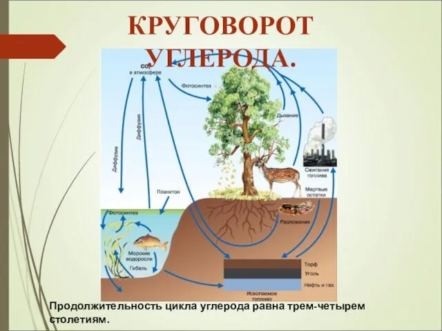 Продолжительность цикла углерода равна трем-четырем столетиям. КРУГОВОРОТ УГЛЕРОДА.