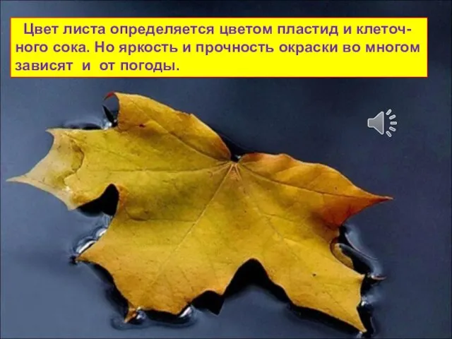 Цвет листа определяется цветом пластид и клеточ-ного сока. Но яркость и прочность