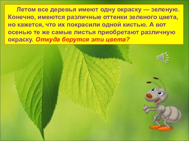 Летом все деревья имеют одну окраску — зеленую. Конечно, имеются различные оттенки