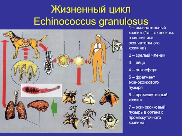 Жизненный цикл Echinococcus granulosus 1 – окончательный хозяин (1а – эхинококк в