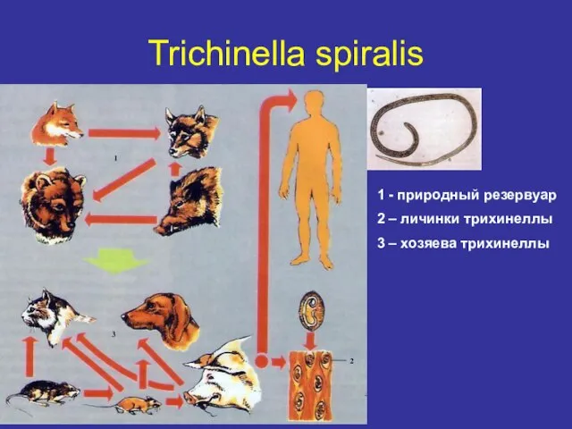 Trichinella spiralis 1 - природный резервуар 2 – личинки трихинеллы 3 – хозяева трихинеллы
