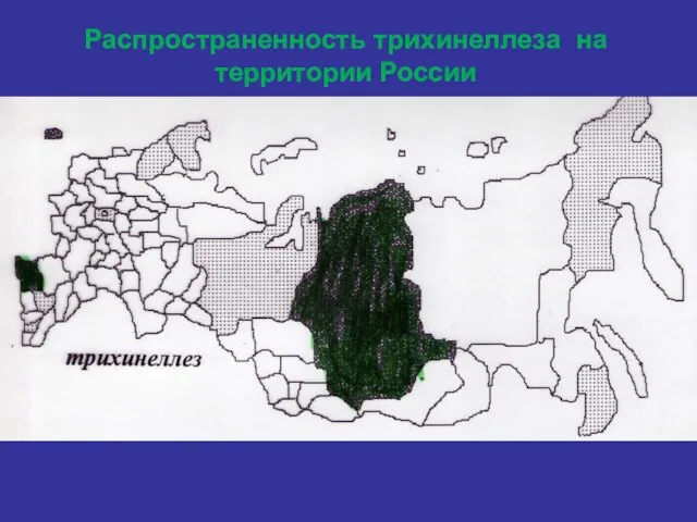 Распространенность трихинеллеза на территории России