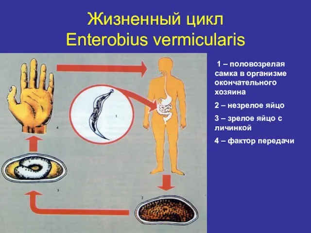Жизненный цикл Enterobius vermicularis 1 – половозрелая самка в организме окончательного хозяина