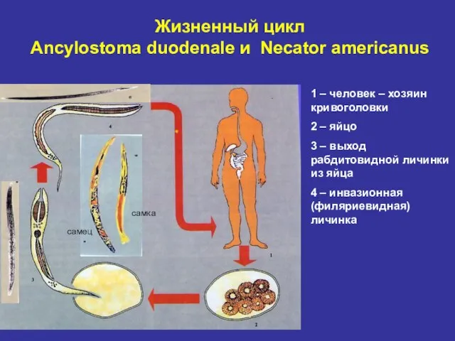 Жизненный цикл Ancylostoma duodenale и Necator americanus самец самка 1 – человек