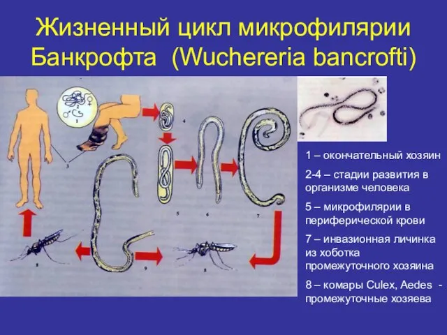 Жизненный цикл микрофилярии Банкрофта (Wuchereria bancrofti) 1 – окончательный хозяин 2-4 –