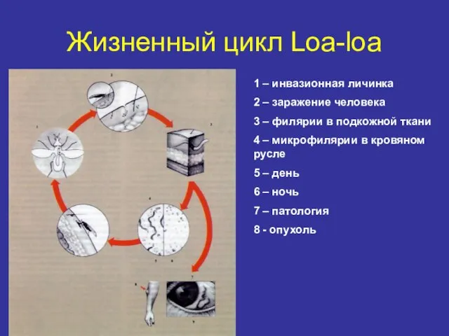 Жизненный цикл Loa-loa 1 – инвазионная личинка 2 – заражение человека 3