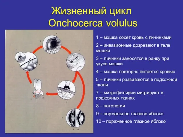 Жизненный цикл Onchocerca volulus 1 – мошка сосет кровь с личинками 2