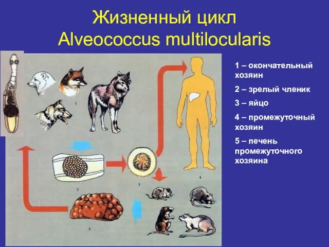 Жизненный цикл Alveococcus multilocularis 1 – окончательный хозяин 2 – зрелый членик
