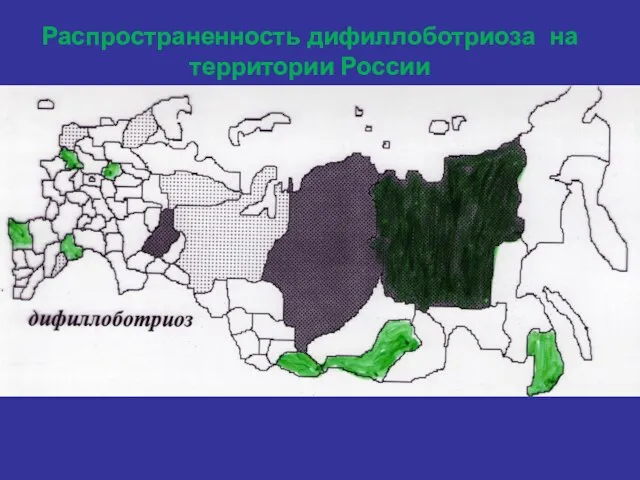 Распространенность дифиллоботриоза на территории России
