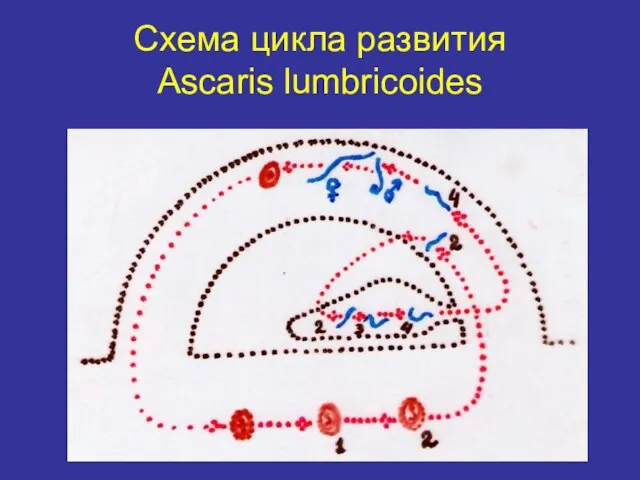 Схема цикла развития Ascaris lumbricoides