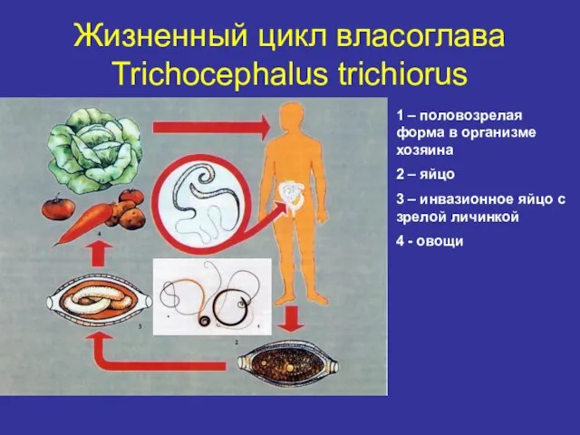Жизненный цикл власоглава Trichocephalus trichiorus 1 – половозрелая форма в организме хозяина