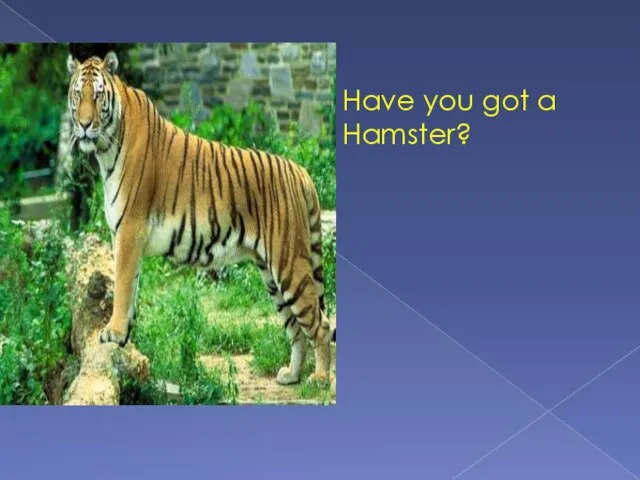 Have you got a Hamster?