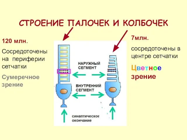 СТРОЕНИЕ ПАЛОЧЕК И КОЛБОЧЕК 7млн. сосредоточены в центре сетчатки Цветное зрение 120